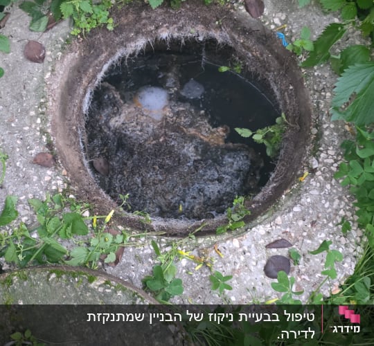 פתח ביוב מוקף בצמחייה ירוקה